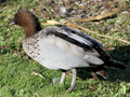 Maned Duck